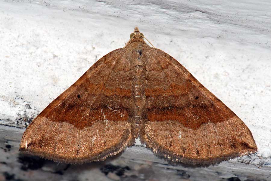 Notturna da identificare - Scotopteryx chenopodiata